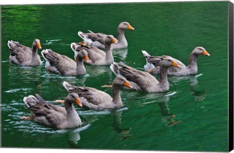 Framed Ducks on the lake, Zhejiang Province, China Print