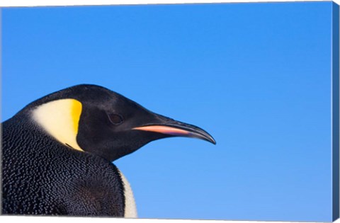 Framed Head of Emperor Penguin, Antarctica Print