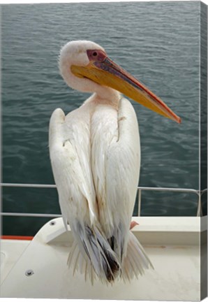 Framed Great White Pelican, Walvis Bay, Namibia, Africa. Print