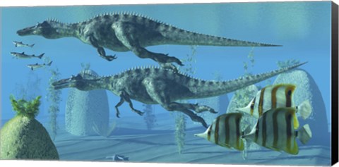 Framed Two Suchomimus dinosaurs search for big fish prey underwater Print