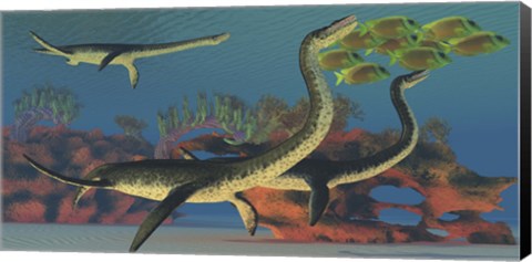 Framed Plesiosaurus dinosaurs chase a school of Lemonpeel Angelfish Print