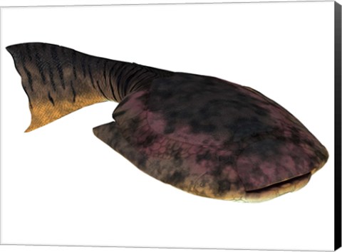 Framed Drepanaspis is an extinct species of primitive jawless fish Print