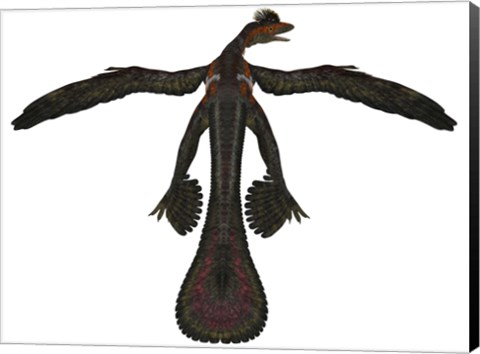 Framed Microraptor was a flying dinosaur that lived during the Cretaceous Period Print