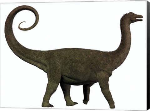 Framed Saltasaurus was a sauropod dinosaur of the Cretaceous Period of Argentina Print