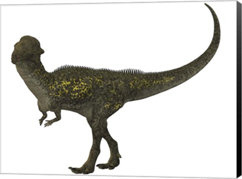 Framed Stegoceras was a herbivorous dinosaur that lived during the Cretaceous Period Print