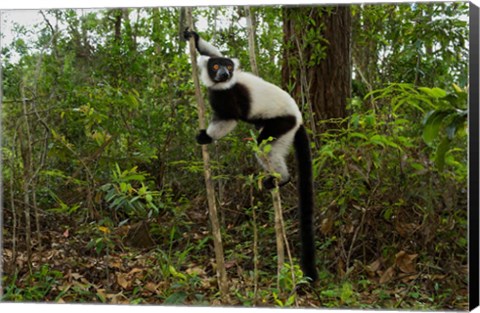 Framed Lemur, Madagascar Print