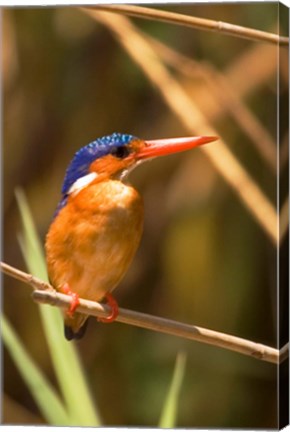 Framed Malawi, Liwonde NP, Malachite kingfisher bird on branch Print