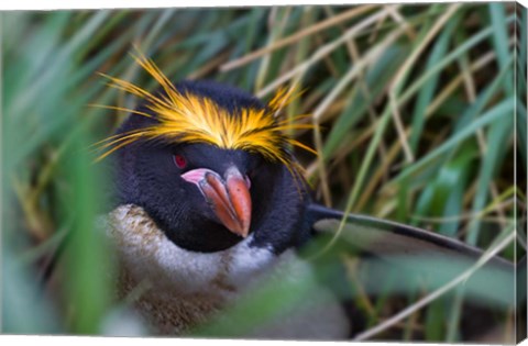 Framed Macaroni Penguin in the grass, Cooper Baby, South Georgia, Antarctica Print