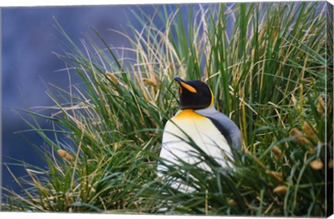 Framed Close up of King Penguin, Antarctica Print