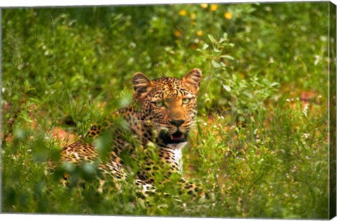 Framed Leopard, Kruger National Park, South Africa Print