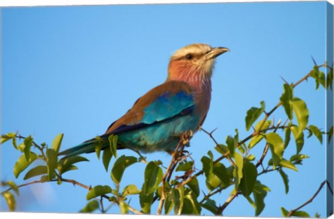 Framed Lilac-breasted Roller, Nxai Pan National Park, Botswana, Africa Print