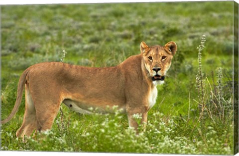 Framed Lioness, Etosha National Park, Namibia Print