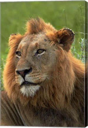 Framed Male Lion, Panthera leo, Kruger NP, South Africa Print