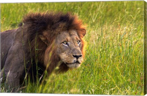 Framed Male Lion, South Africa Print