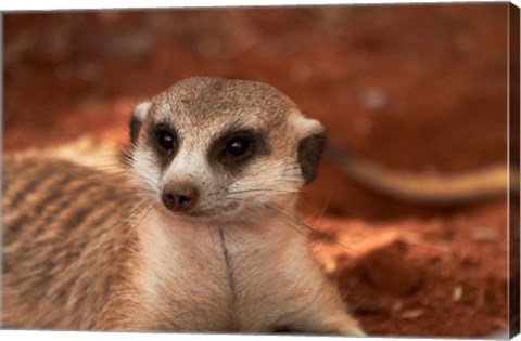 Framed Meerkat, Tiras Mountains, Southern Namibia Print