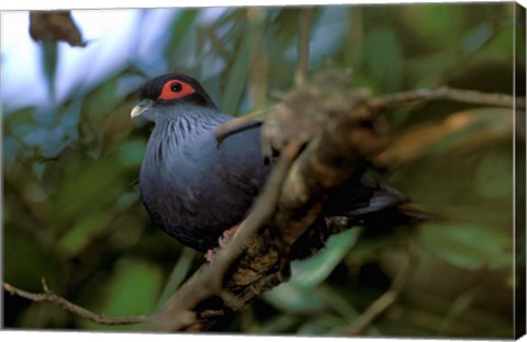 Framed Madagascar, Ranamafana, blue pigeon, bird Print