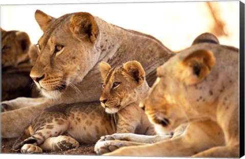 Framed Lion cub among female lions, Samburu National Game Reserve, Kenya Print