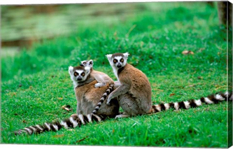 Framed Madagascar, Antananarivo, Ring-tailed lemur, primate Print