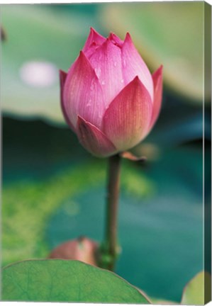 Framed Lotus flower bud, Hangzhou, Zhejiang Province, China Print