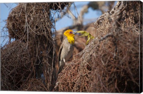 Framed Madagascar, Ifaty, Sakalava Weaver bird Print