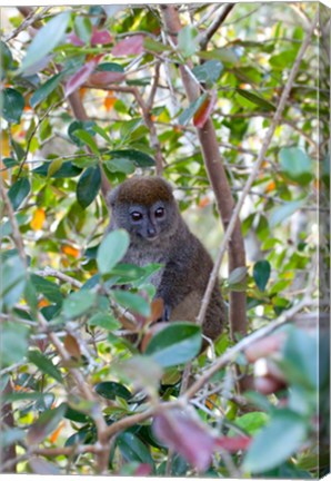 Framed Madagascar, Perinet, Eastern Grey Bamboo Lemur Print