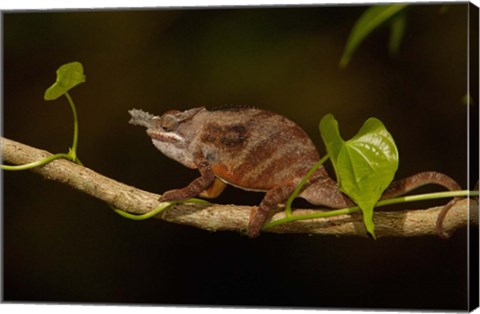 Framed Lesser chameleon lizard, crop fields. MADAGASCAR Print