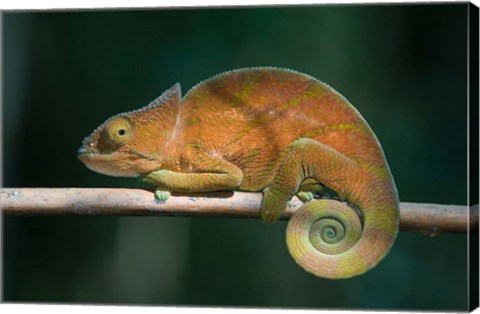 Framed Parson&#39;s Chameleon lizard, Perinet Reserve, Madagascar Print