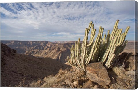 Framed Namibia, Fish River Canyon NP, Cactus succulent Print