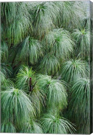 Framed Pine Needles Pattern, Bhutan Print