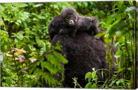 Framed Gorilla carrying baby, Volcanoes National Park, Rwanda Print