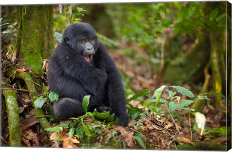 Framed Mountain gorilla yawning, Volcanoes National Park, Rwanda Print