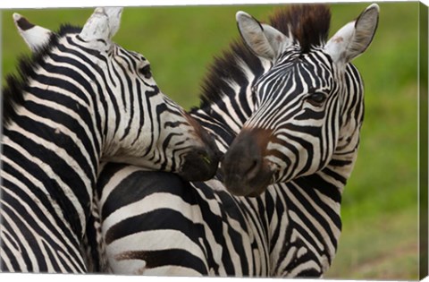 Framed Plains zebras, Ngorongoro Conservation Area, Tanzania Print