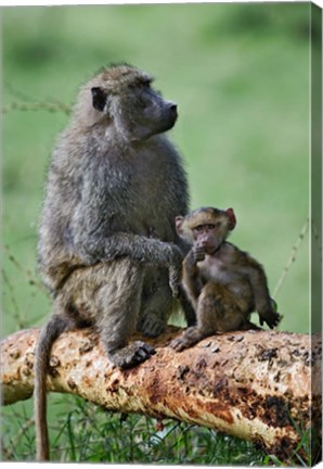 Framed Olive Baboon, baby, Lake Nakuru National Park, Kenya Print