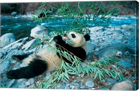 Framed Panda Eating Bamboo by Riverbank, Wolong, Sichuan, China Print