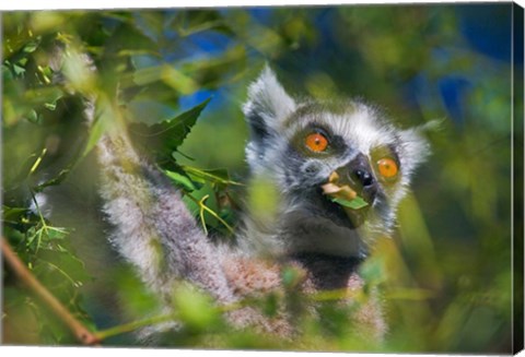 Framed Ring-Tailed Lemur, Madagascar Print