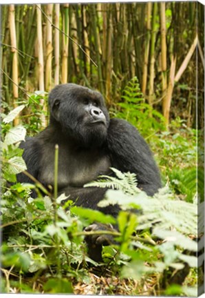 Framed Rwanda, Mountain Gorilla, Silverback Print