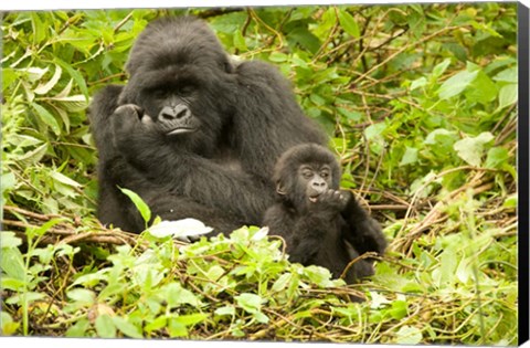 Framed Rwanda, Volcanoes NP, Mountain Gorilla with baby Print