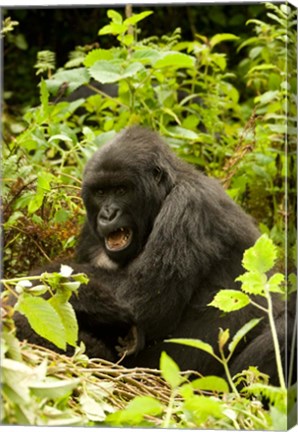 Framed Rwanda, Volcanoes NP, Mountain Gorilla Sitting Print