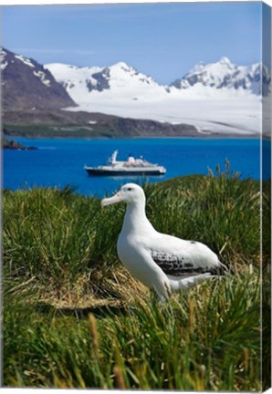 Framed Snowy Wandering Abatross bird, Prion Island, South Georgia Print