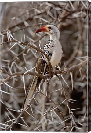 Framed Kenya-billed Hornbill, Samburu Game Reserve, Kenya Print