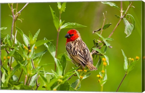 Framed Red-headed Quelea, Serengeti National Park, Tanzania Print