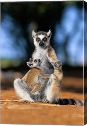 Framed Ring-tailed Lemur primate, Berenty Reserve, Madagascar Print