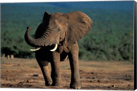 Framed South Africa, Addo Elephant NP, Angry Bull Elephant Print