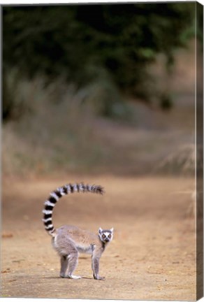 Framed Ring-tailed Lemur, Berenty Reserve, Madagascar Print