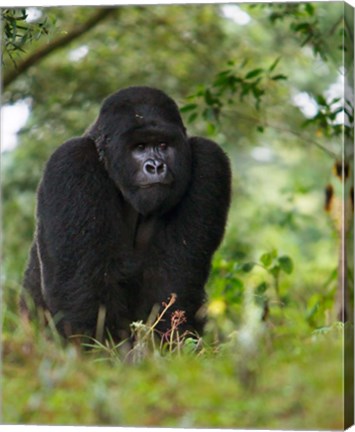 Framed Rwanda, Kigoma, Mountain Gorilla, No 3 Silverback Print