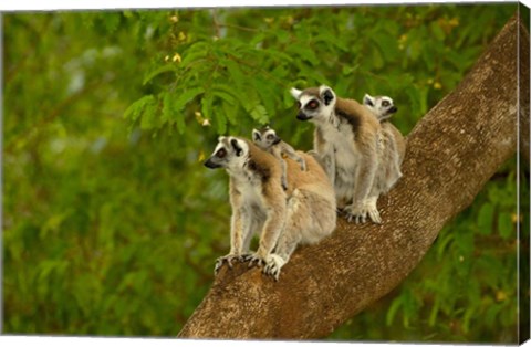 Framed Ring-tailed lemurs, primates, Berenty Reserve MADAGASCAR Print