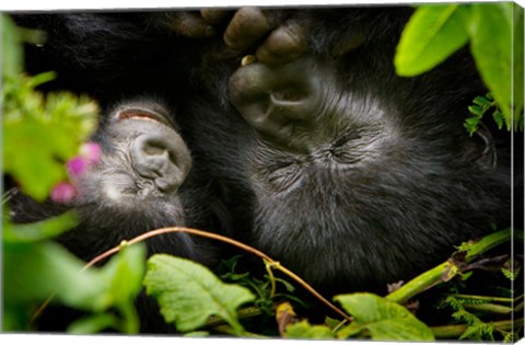 Framed Rwanda, Mountain Gorilla, Volcanoes NP Print