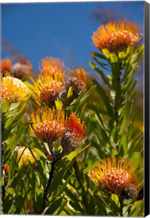 Framed South Africa, Cape Town, Orange pincushion flowers Print