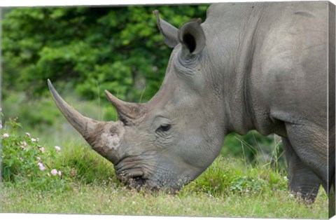 Framed South Africa, Game Reserve, African White Rhino Print