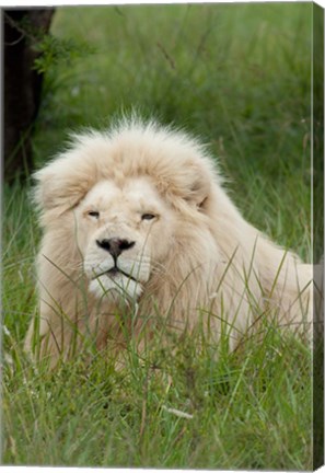 Framed South Africa, Inkwenkwezi Private GR, lion Print